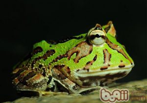 Cranwell’s Horned Frog