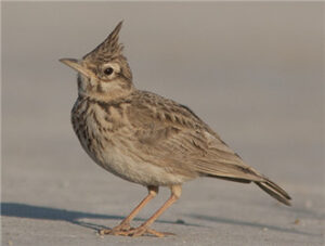 Crested Lark
