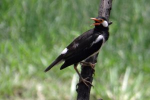 Crested Myna