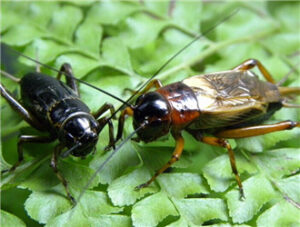 Cricket