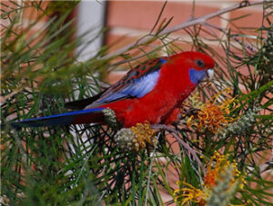 Crimson Rosella