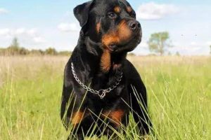 Cryptococcosis in Dogs and Cats: Symptoms, Treatment, and Prevention