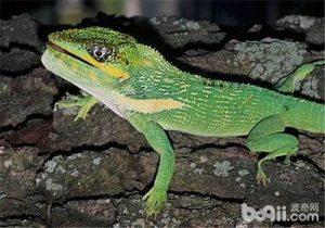 Cuban False Chameleon