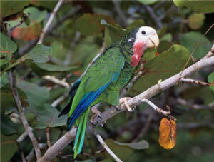 Cuban Parrot