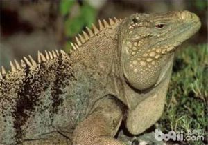 Cuban Rock Iguana