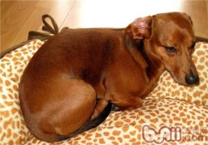 Dachshund