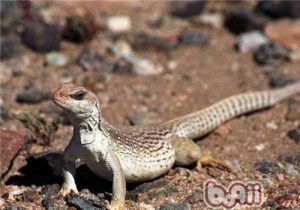 Desert Iguana