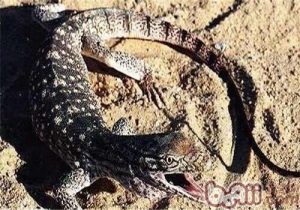 Desert Monitor