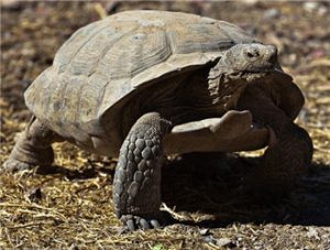 Desert Tortoise
