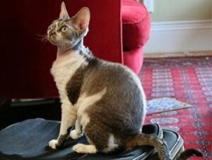 Devon Rex