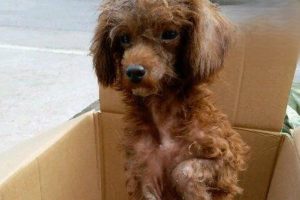 Diagnosing Lameness in Dogs