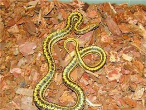 Dione Rat-snake