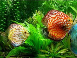 Discus
