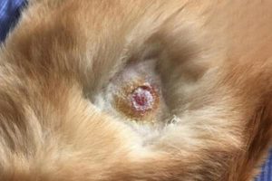 Do Pet Dogs Carry Bacteria?