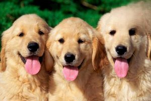 Does a Dog’s Tongue Carry Bacteria?