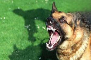 Does Every Dog Carry Rabies Virus?
