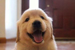 Dog Coronavirus: Treatment and Recovery