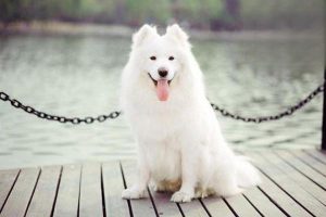 Dog Ear Discharge: Symptoms and Treatment