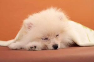 Dog Fever: Causes, Signs, and What to Do