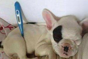 Dog Fever: Symptoms and What to Do