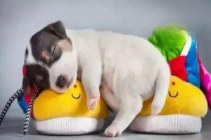 Dog Has Diarrhea, Won’t Eat, and Is Lethargic