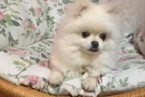 Dog Vomits Yellow Bile, Won’t Eat, and Lies Down