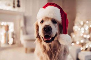Don’t Fall for These Winter Dog-Warming Myths