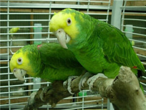 Double Yellow-headed Amazon
