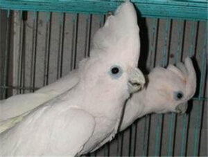 Ducorps Cockatoo