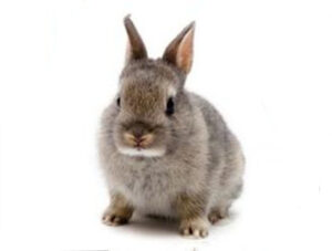 Dwarf Rabbit