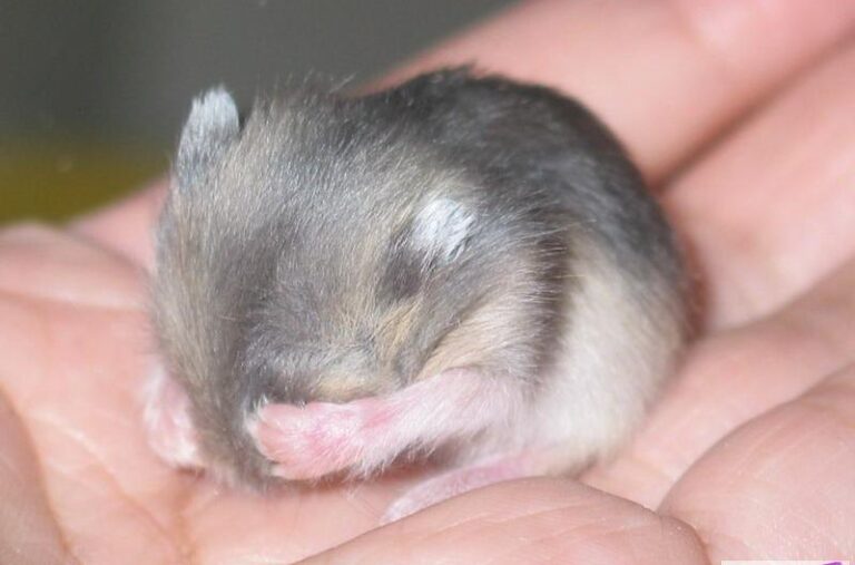 Dwarf Winter White Russian Hamster