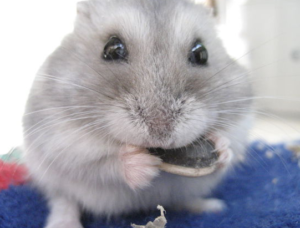 Dwarf Winter White Russian Hamster