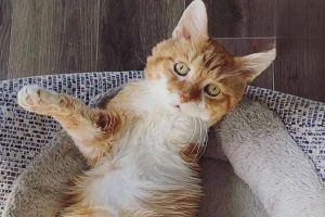 Dystocia in Dogs and Cats