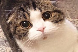 Ear Mites in Cats and Dogs: Symptoms and Treatment