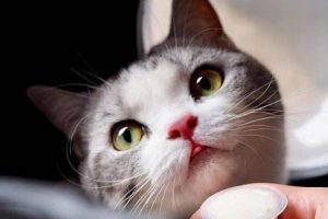 Early Signs of Cat Rhinotracheitis (Feline Herpesvirus)
