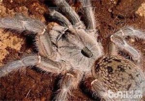 East African Horned Baboon Tarantula