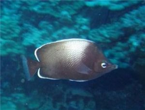 Easter Island Butterflyfish