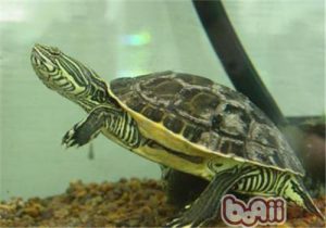 Eastern Chicken Turtle