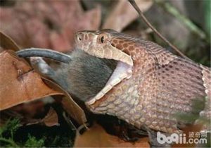 Eastern Tiger Snake