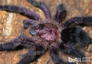 Ecuadorian Purple Pinktoe Tarantula