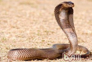 Egyptian Cobra