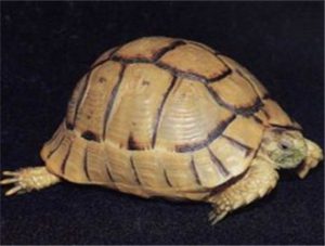 Egyptian Tortoise