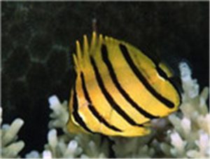 Eight-banded Butterflyfish
