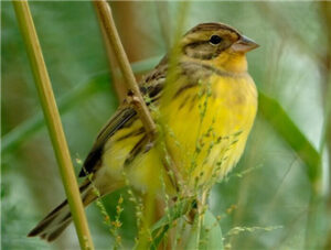 Emberiza aureola