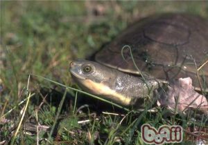 Emydura australis (Australian Big-headed Turtle)