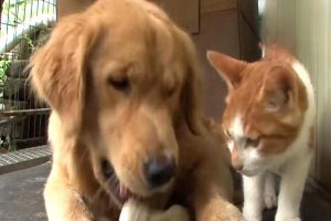 Endocarditis in Dogs and Cats: Symptoms, Treatment, and Prevention