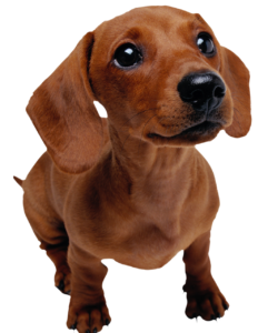 English Blood Hound