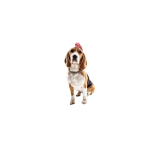 English Cocker Spaniel