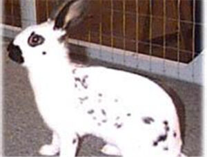 English Spot Rabbit