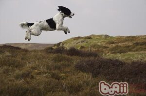 English Springer Spaniel